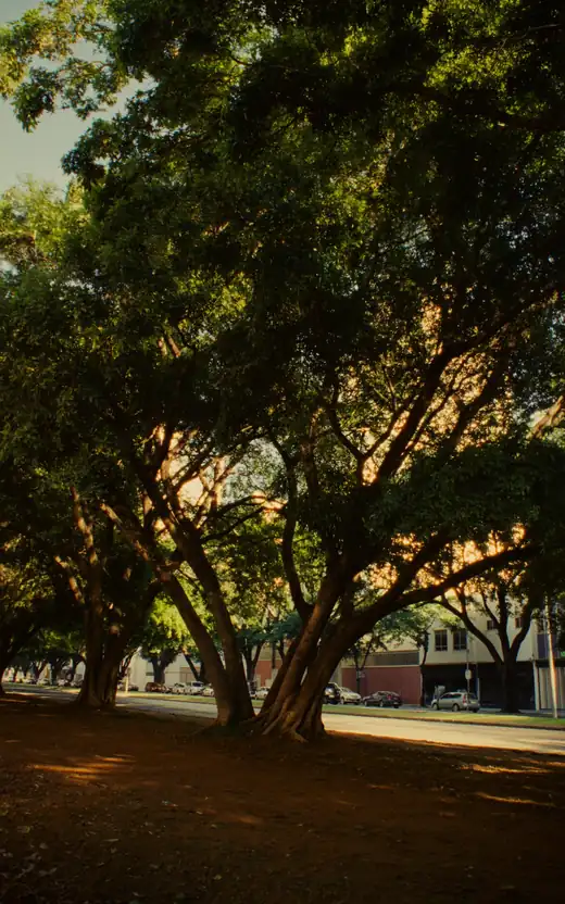 Avenida larga de cidade brasileira com canteiro central arborizado, vista ao nível da rua na luz do fim da tarde